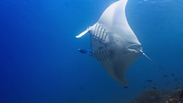 Manta Ray in the Komodo Archipelago in Indonesia swimming or feeding near a cleaning station