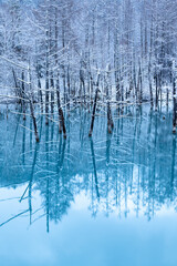 冬の青い池