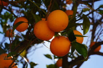 Orange tree branches in the garden. Orange tree cultivation.