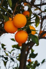 Close-up of orange tree branches in the garden. Orange tree cultivation.