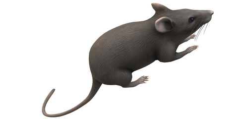 Mouse isolated on a Transparent Background