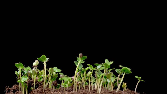 Beautiful Time Lapse of Growth Microgreens Radish Plants Against a Black Background. 4K.