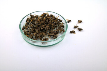 Dead Bees Colony Collapse Disorder