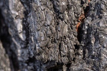 burnt tree bark, log macro