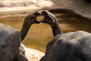 giant turtles fighting or kiss