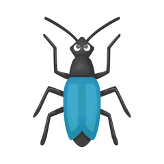 beetle illustration