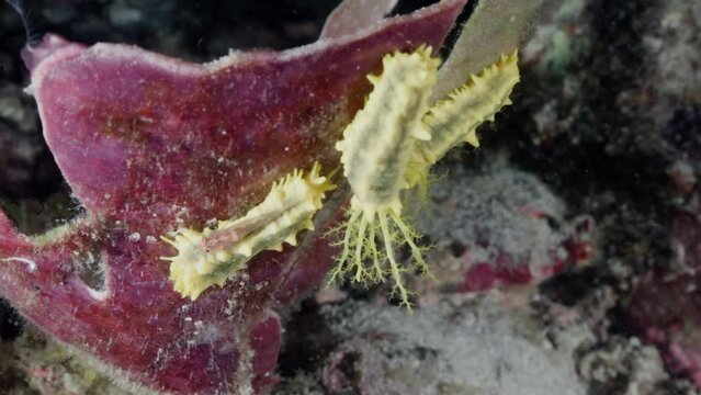 Yellow worm on the coral in a night dive, in the Komodo Archipelago in Indonesia