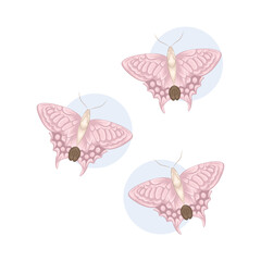 Illustration of butterfly 