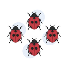 Illustration of ladybug 