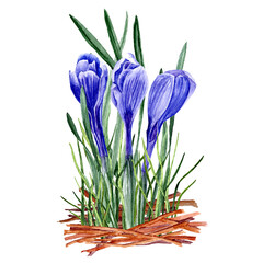 shoots of spring flowers and grass. Young blue crocuses