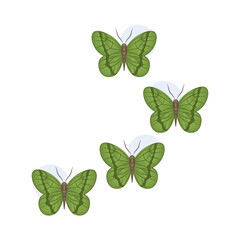 Illustration of butterfly 