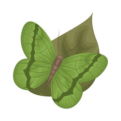 Illustration of butterfly 