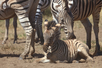 Steppenzebra / Burchell's zebra / Equus quagga burchellii.