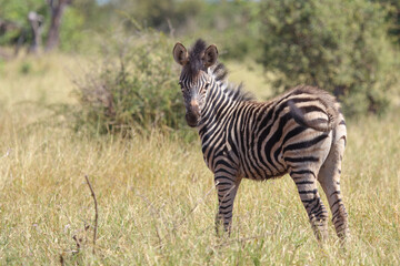 Steppenzebra / Burchell's zebra / Equus quagga burchellii.