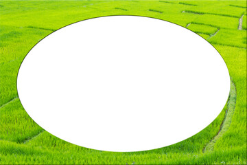 picture frame form green rice fields