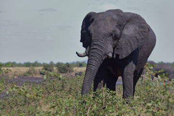 Afrikanischer Elefant / African elephant / Loxodonta africana