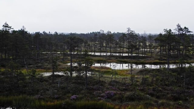 Foggy bog/swamp in the morning