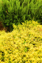 Outdoor Floral Arrangement