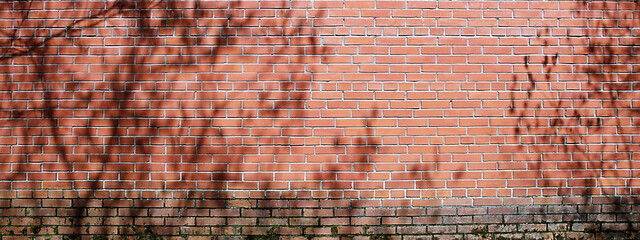 Obraz premium shadow of leaf on brick wall background