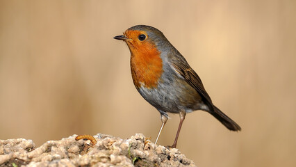 Robin bird perching on a rock