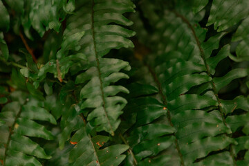green fern leaves, close up of fern
