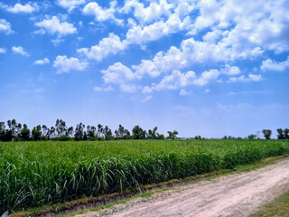 Nature's Harmony: Lush Green Field under a Majestic Blue Sky