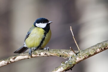 Parus major aka great tit is sitting on tree branch. Common bird in Czech republic nature. Isolated...