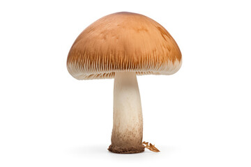 Single mushroom, isolated white background