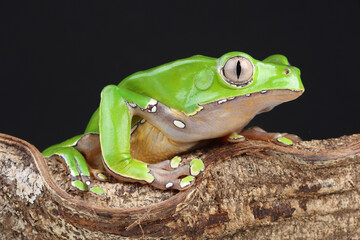 Portrait of a Giant Monkey Frog on the branch of a tree
