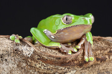 Portrait of a Giant Monkey Frog on the branch of a tree
