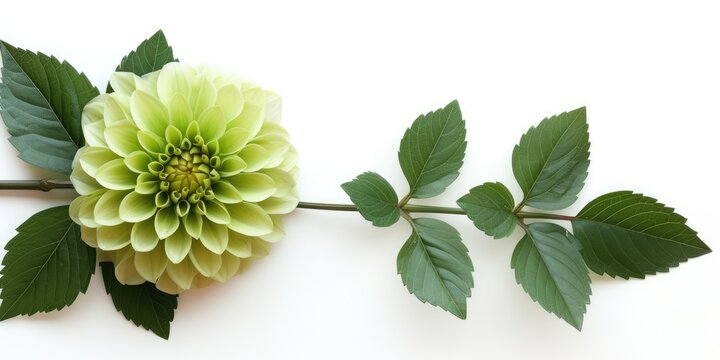 Green dahlia flower with leaves on a white background.