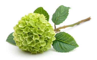 Green dahlia flower with leaves and buds arranged in a row on a white background, copy space.