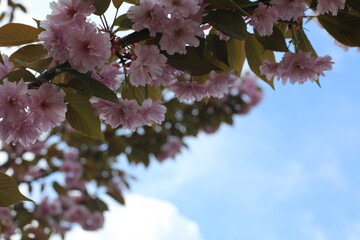 Scenic pink sakura blossom in spring. Beautiful natural view for postcard. Light pink flowers in the garden.
