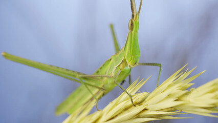 Close-up of an active Giant green slant-face grasshopper Acrida on spikelet on grass and blue sky background
