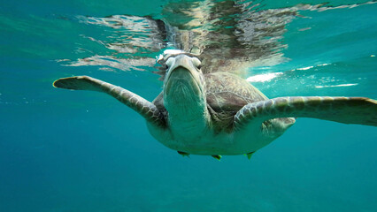 Bottom view of Great Green Sea Turtle (Chelonia mydas) is resting on surface of water, Red sea,...