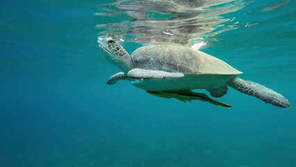 Great Green Sea Turtle (Chelonia mydas)  breathes on water surface, Red sea, Egypt