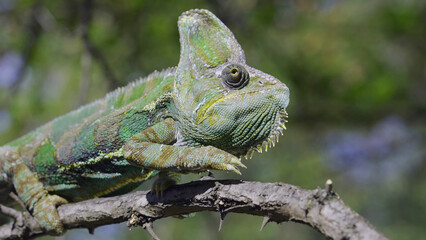 Portrait of an elderly chameleon perched on a tree branch and looks into the camera. Veiled chameleon, Yemen chameleon or Cone-head chameleon (Chamaeleo calyptratus)