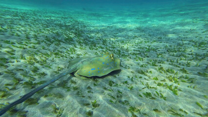 Back vieew of Stingray floating over seabed on sunny day.Blue spotted Stingray or Bluespotted Ribbontail Ray (Taeniura lymma) swim above sandy bottom in sunrays, Red sea, Egypt