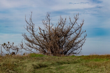 naturaleza muerta