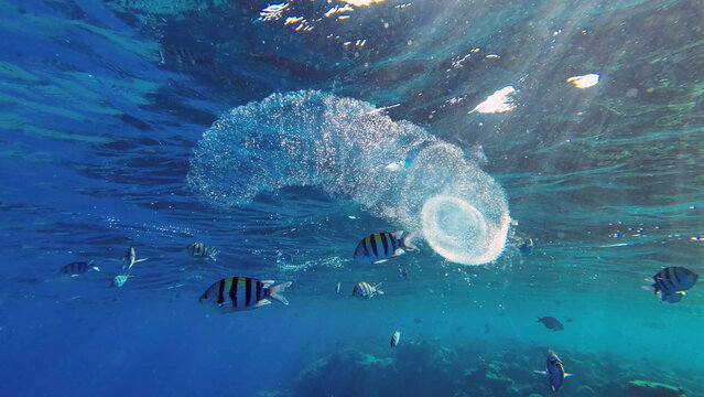 Colonial Pyrosoma Tunicates drifts under surface of blue water in sunlights. Pyrosomes, colony hundreds to thousands individuals called zooids, cloned from one egg and bound together, Red sea, Egypt