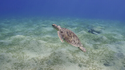 Hawksbill Sea Turtle or Bissa (Eretmochelys imbricata) swims over top of coral reef, Red sea, Egypt