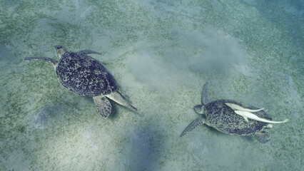 Two Sea turtles graze on the seabed eating green algae. Two Great Green Sea Turtle (Chelonia mydas)...