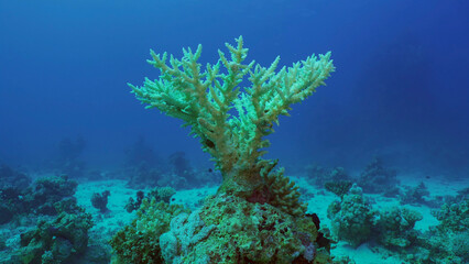 Fototapeta na wymiar Bleached Hard Table Coral Acropora. Bleaching and death of corals from excessive seawater heating due to climate change and global warming. Decolored corals in Red Sea, Safaga, Egypt