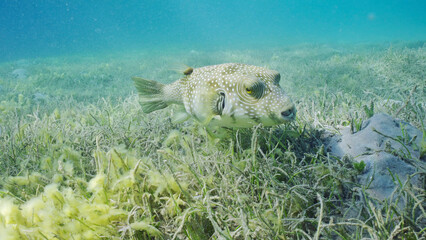 Broadbarred Toadfish or White-spotted puffer (Arothron hispidus) swims over seagrass bed among Round Leaf Sea Grass or Noodle seagrass (Syringodium isoetifolium) in evening, Red sea, Safaga, Egypt