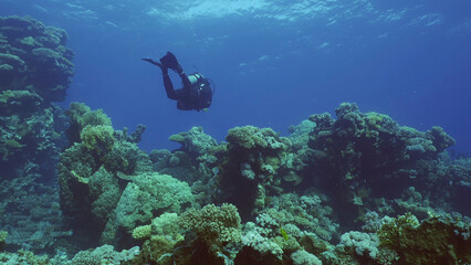 Fototapeta na wymiar Scuba diver swims in the blue deep on coral garden, Red sea, Safaga, Egypt