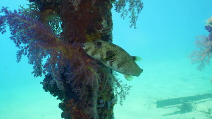 Close-up of Broadbarred Toadfish or White-spotted puffer (Arothron hispidus) swims next toberth...