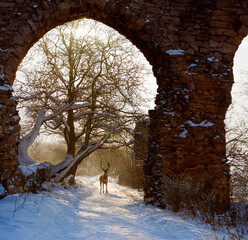 Young stag standing on a snow covered path near abbey ruins in North Yorkshire in the United Kingdom.