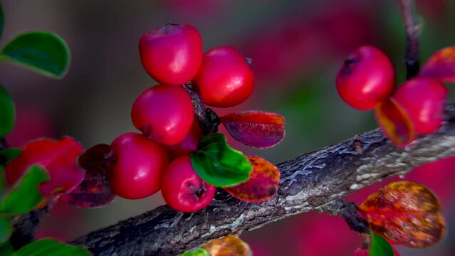 Close-up. Ripe, bright pink cotoneaster fruits on a branch. Ornamental bush in the garden.