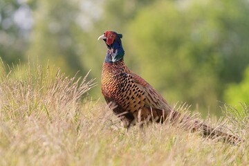 Beautiful common pheasant in the nature habitat. Wildlife scene from nature. Phasianus colchicus.