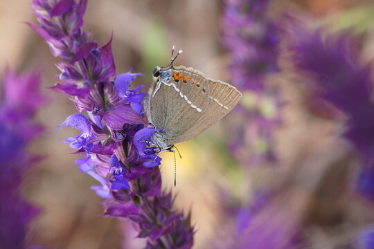 A blue spot hairstreak butterfly sits on a purple flower.  Satyrium spini. 